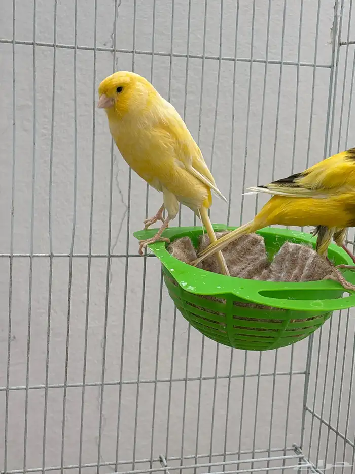 كناري جامبو 1