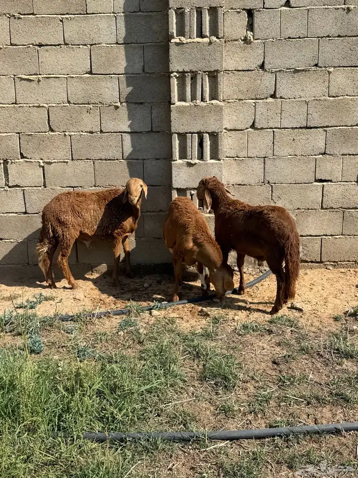 سواكن مرابي 4 شهور 0