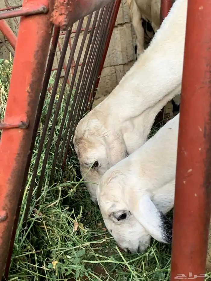 نعجه يتبعها رخله 5