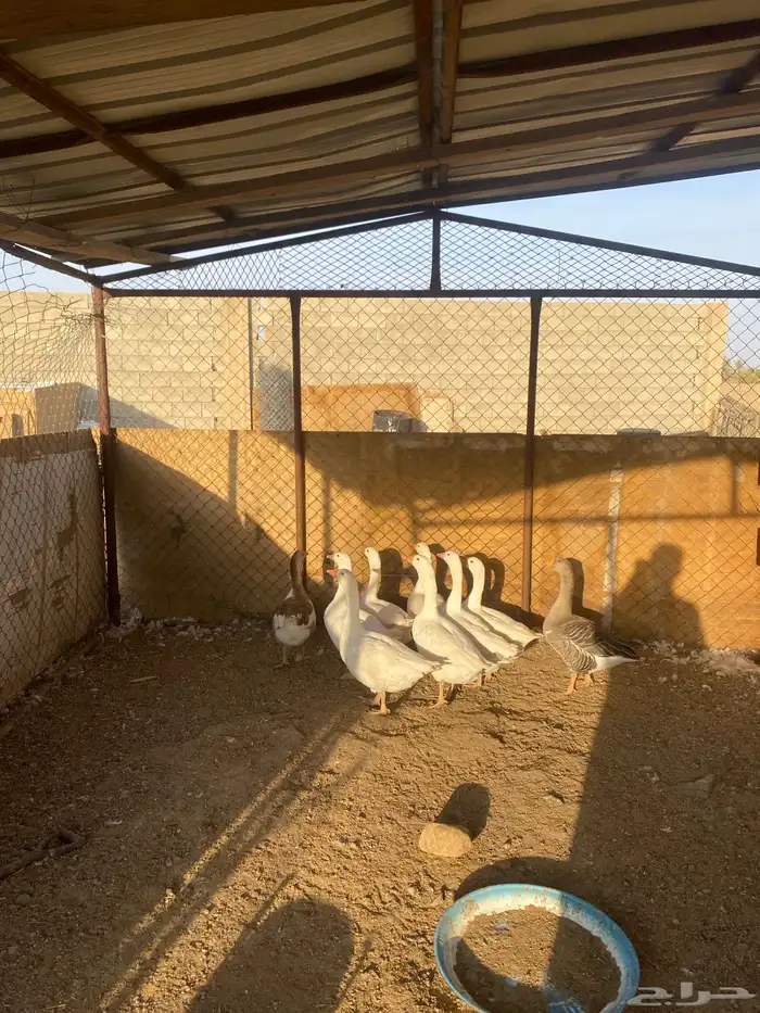 وز بلدي للبيع 8