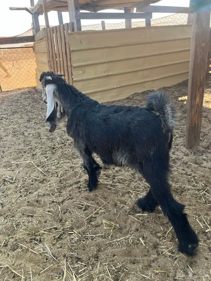 تيس 3 شهور لباني 0