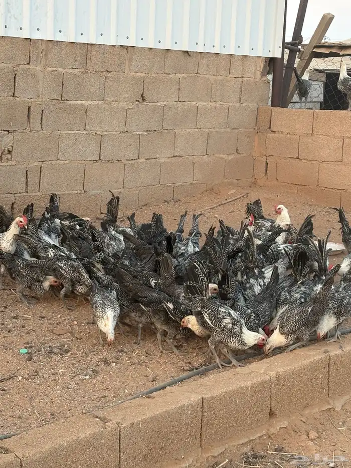 للبيع دجاج 3