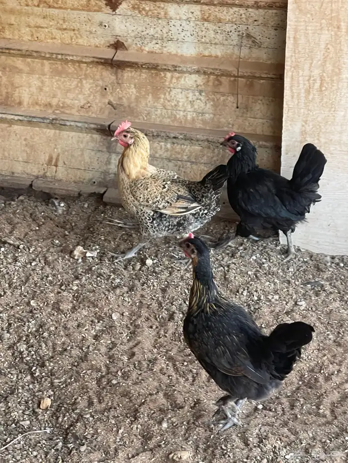 دجاج للبيع 3