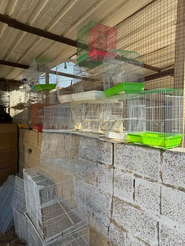 شبوك طيور 600-601 كناري 4