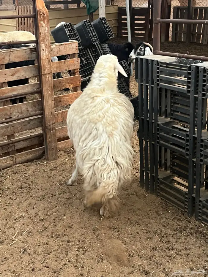 خروف اللبيع عمره جذع سمين 2
