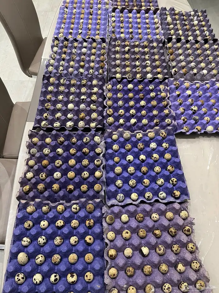 بيض سمان تكساس مخصب 0