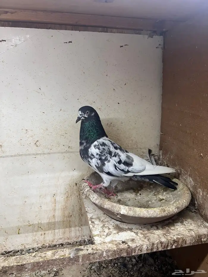 حمام باكستاني 0