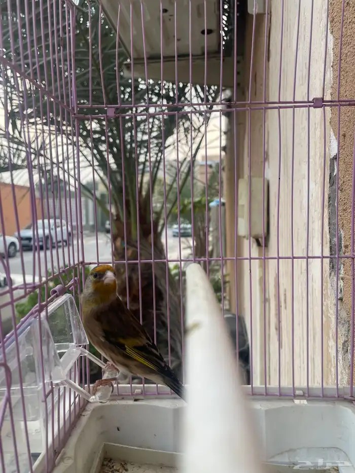 بندوق حسون تغريد 0