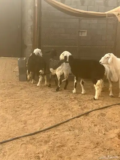 فحل جرى سديس ونعاج نجد index