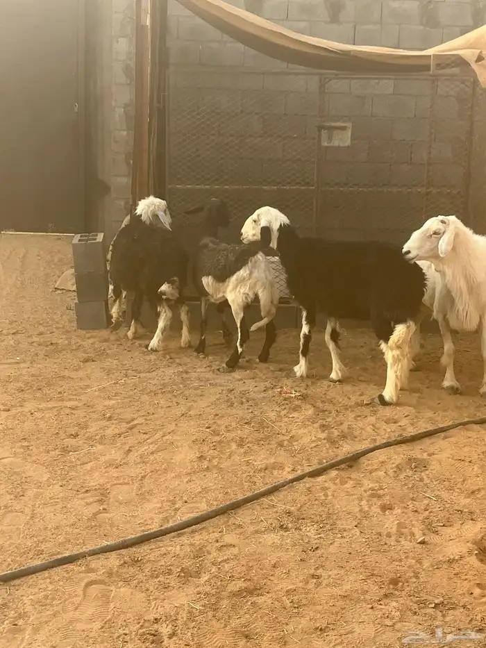 فحل جرى سديس ونعاج نجد 0