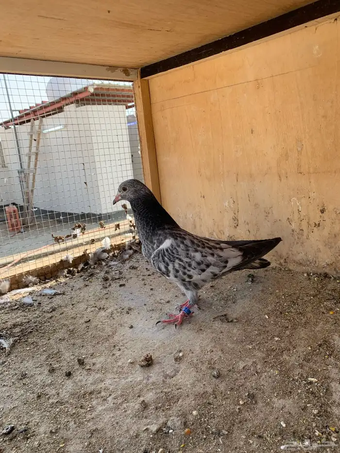 حمام بكستاني 14