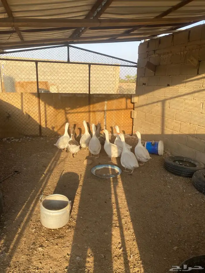 وز بلدي للبيع 10