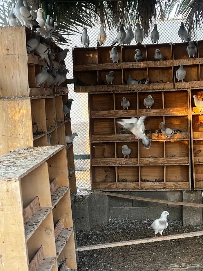 حمام زاجل ايس 1