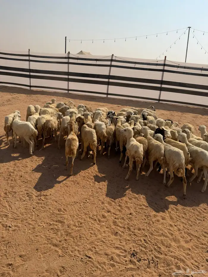 للبيع رخال رفيديات العدد 70 الصحة شرط تم البيع تم البيع 2