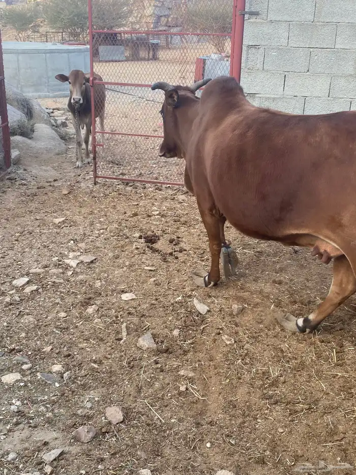 بقره للبيع 0