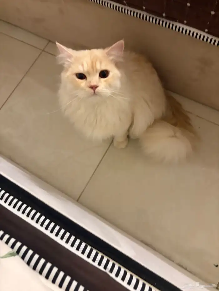 قط ذكر للتزاوج 2