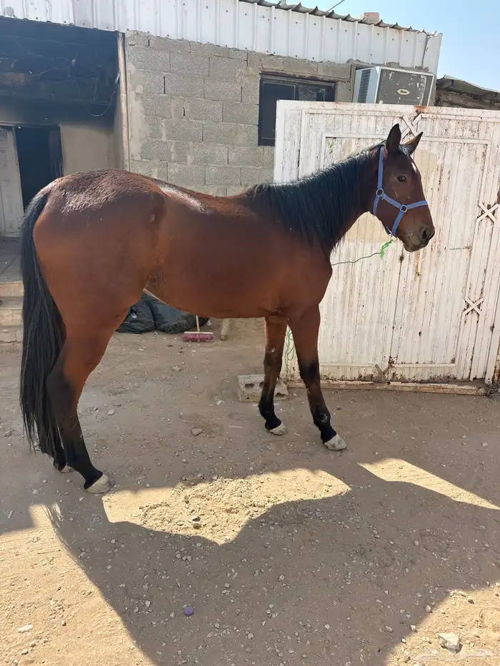 فرس انقليزية 0