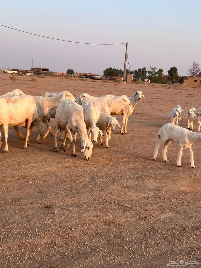 مراح حريات مواليد ولد 13