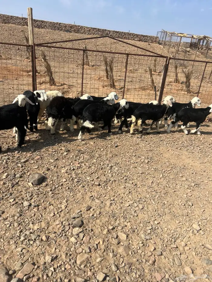 طليان نجد ذبايح 3