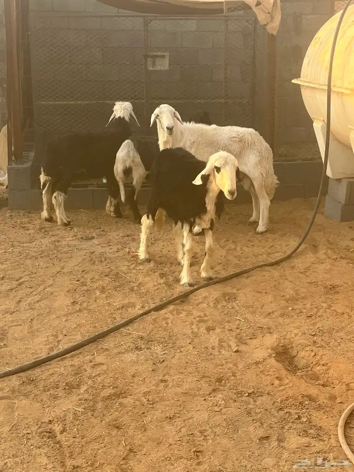 فحل جرى سديس ونعاج نجد 1