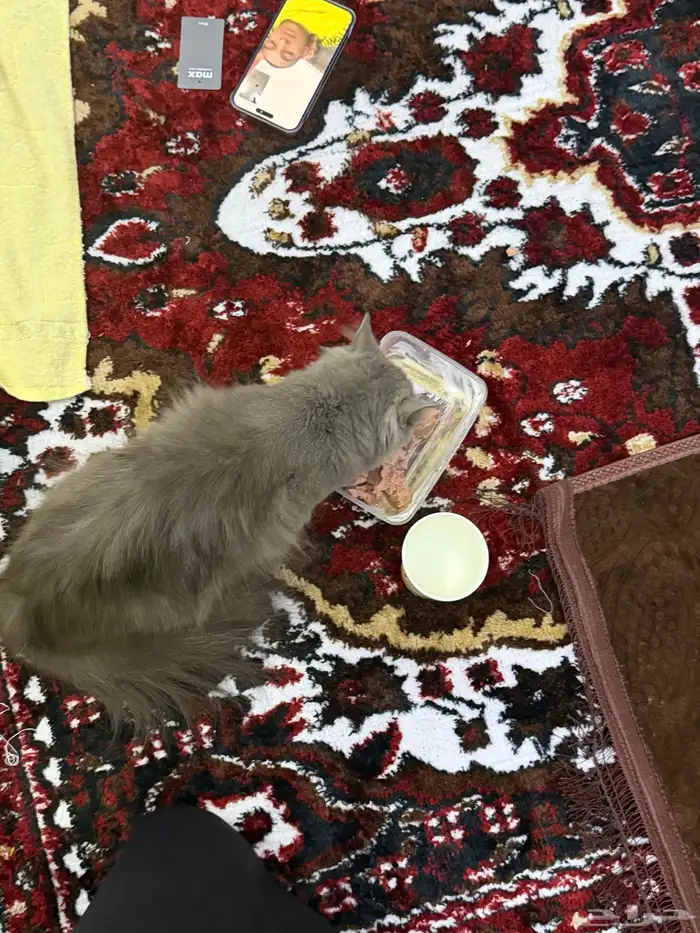 قط ضايع في حي العدل 0