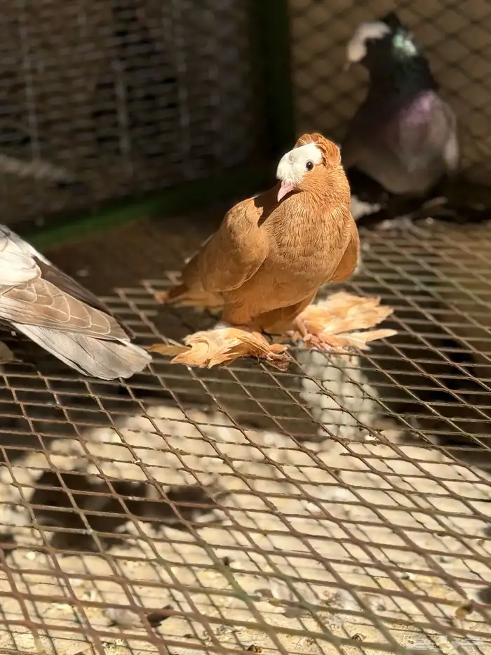 حمام ساكسون 6