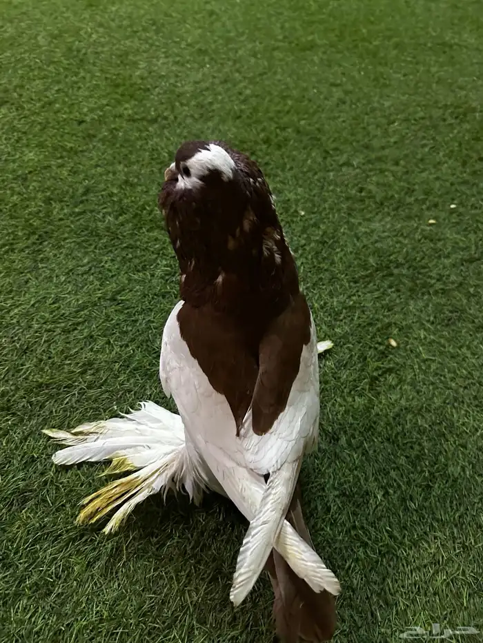 حمام زينه منتج نفاخ 19