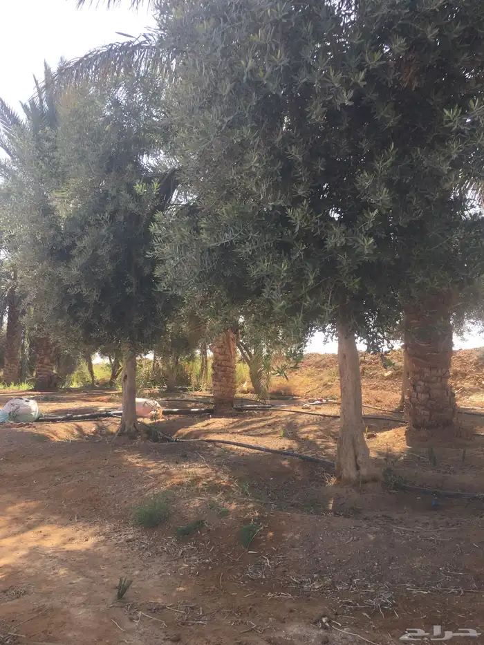 اشجار زيتون شجر زيتون معمر 4