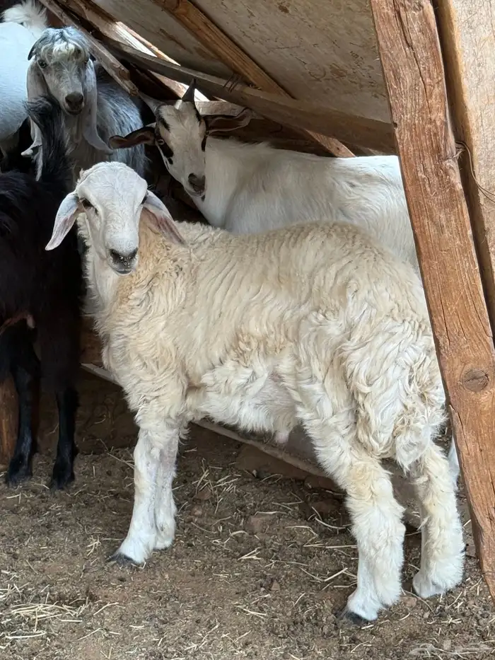 ذبائح بلدي للمناسبات والافراح تربية مو حلال والدي نظيفة 7