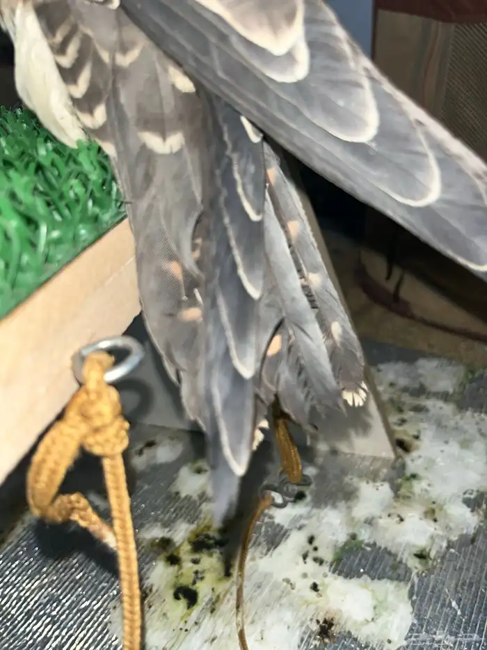 بكه للبيع طرح الدبده الاسبوع الي راح ذنبتها من ورا متكسره 3