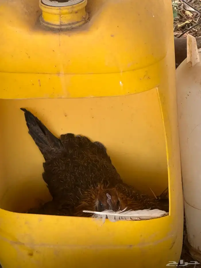 دجاج بلدي حضان 1