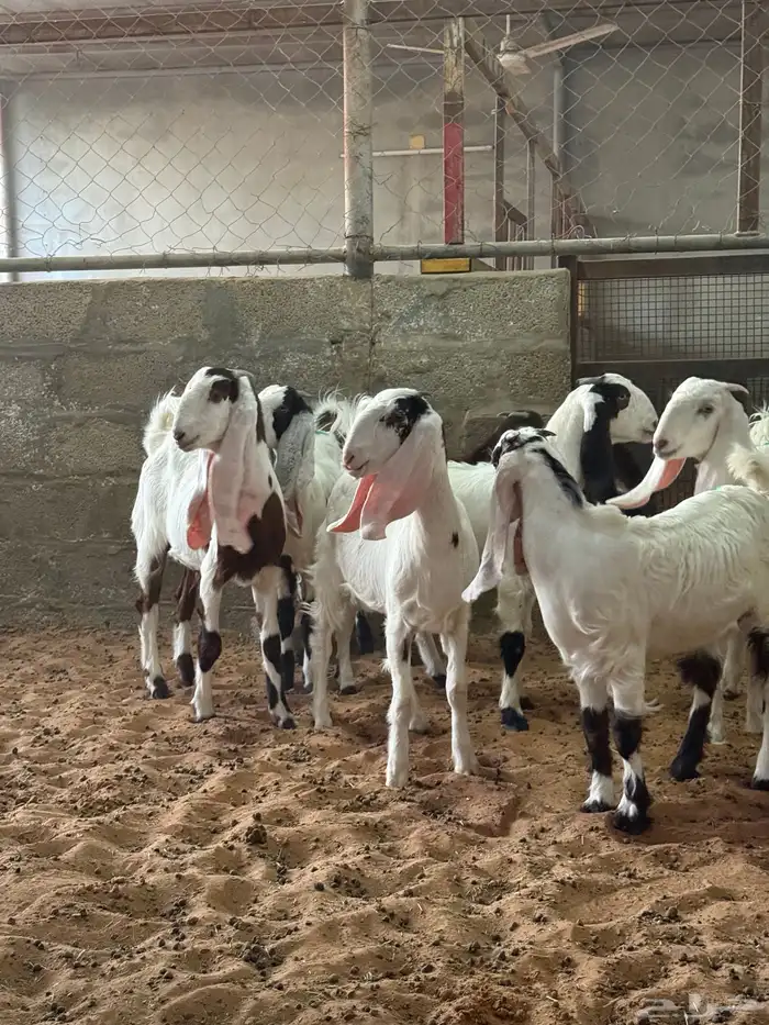 جفار مشاريك للبيع 0