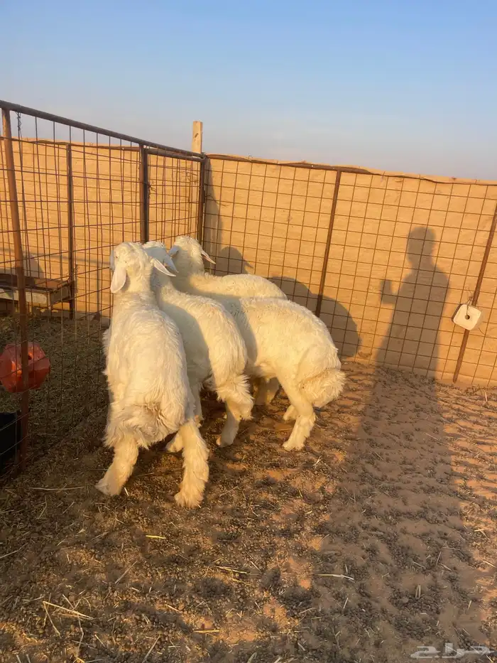 خرفان حريات تم البيع الله يبارك له 1