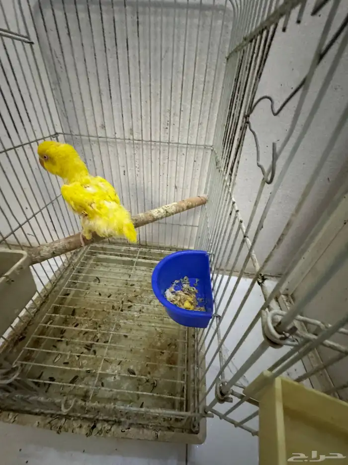 درة لا تينو 2