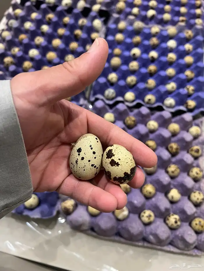 بيض سمان تكساس مخصب 1