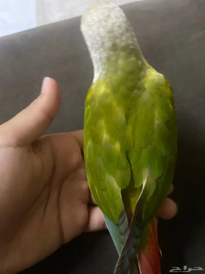 كنيور بغبغاء 1