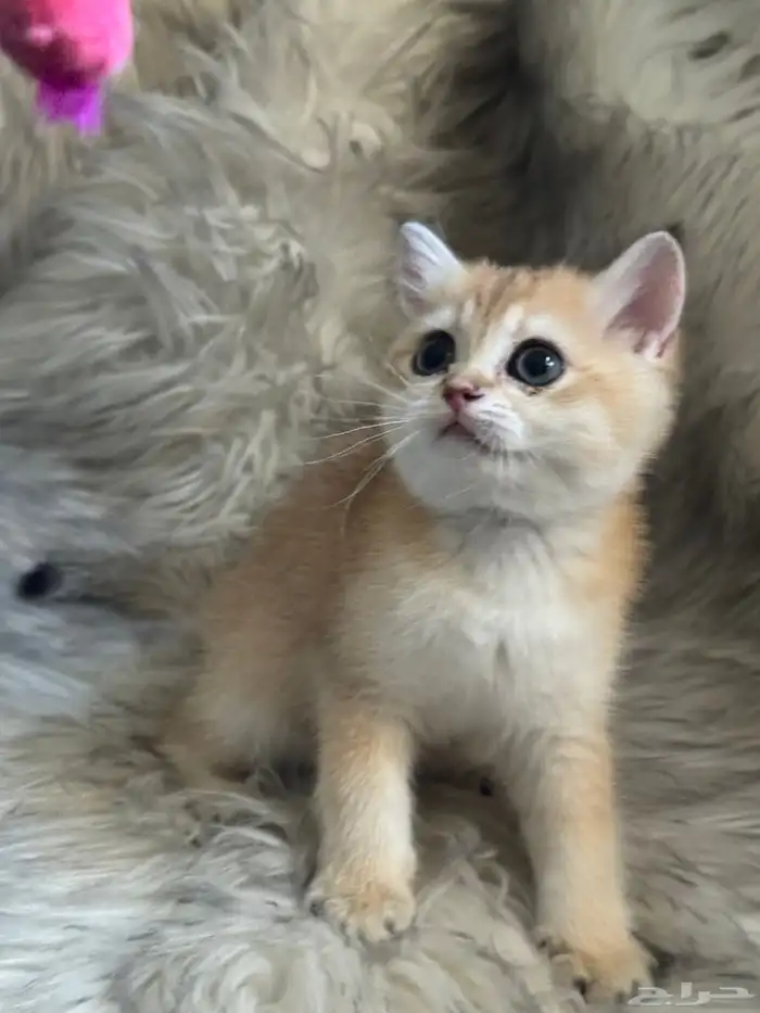 سكوتش ستريت Scottish straight 3