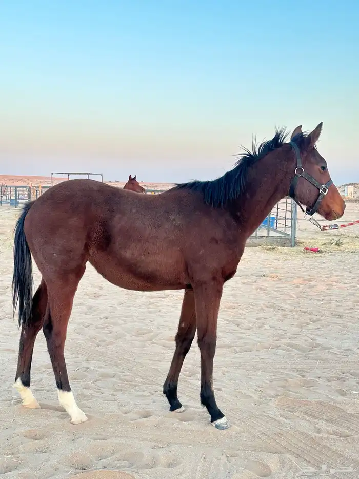 مهرة انجليزية 1