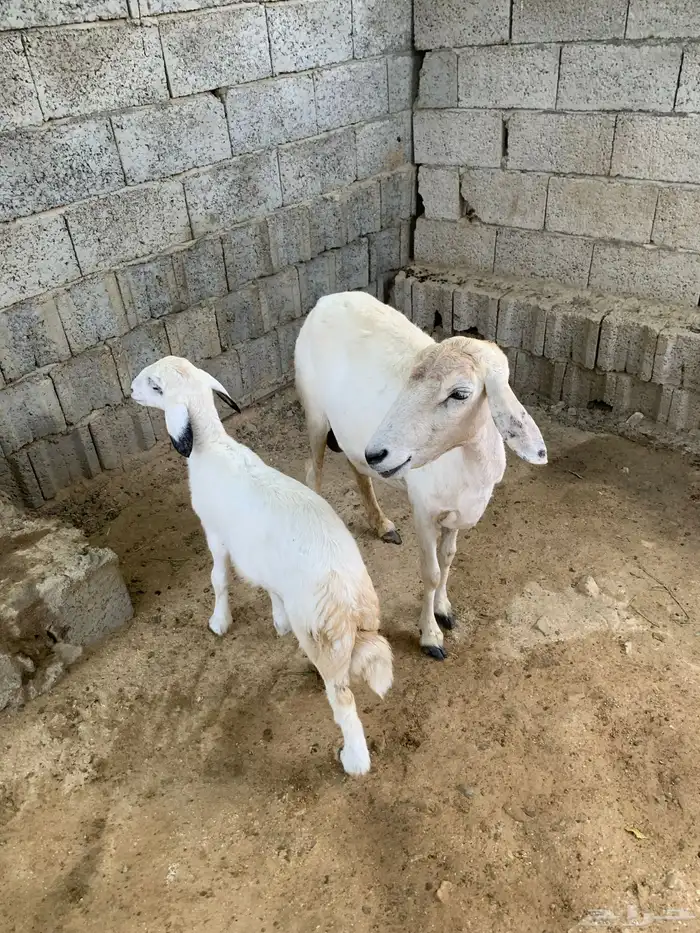 نعجه يتبعها رخله 4