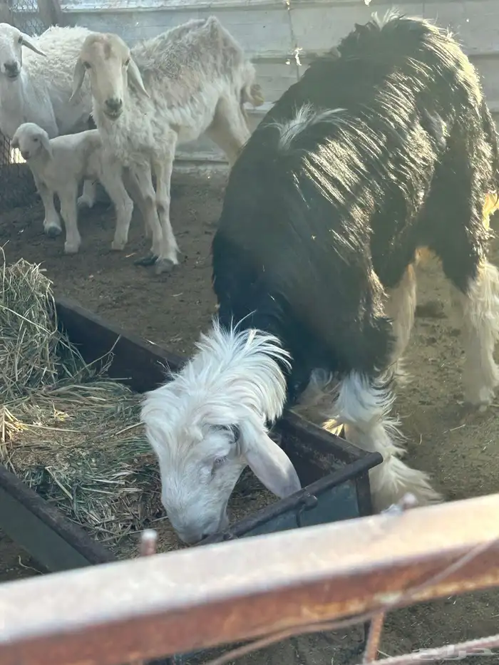 طلي جذع مشروع فحل صنف وحار عمره حول 8 شهور ونصف نجدي 2