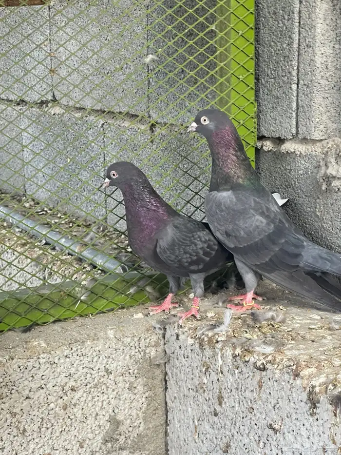 للبيع جوز قطيفي قلاب 1