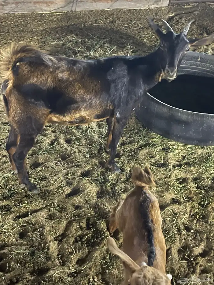 معزا ثلاث يتبعها ثلاث 7