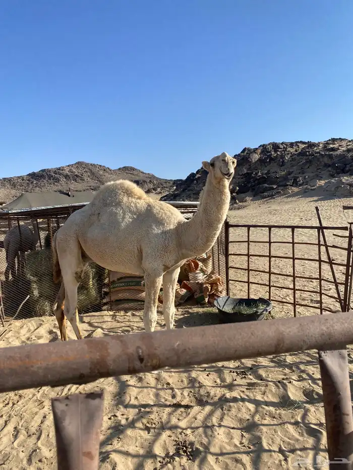 قعود رماني لقي 1