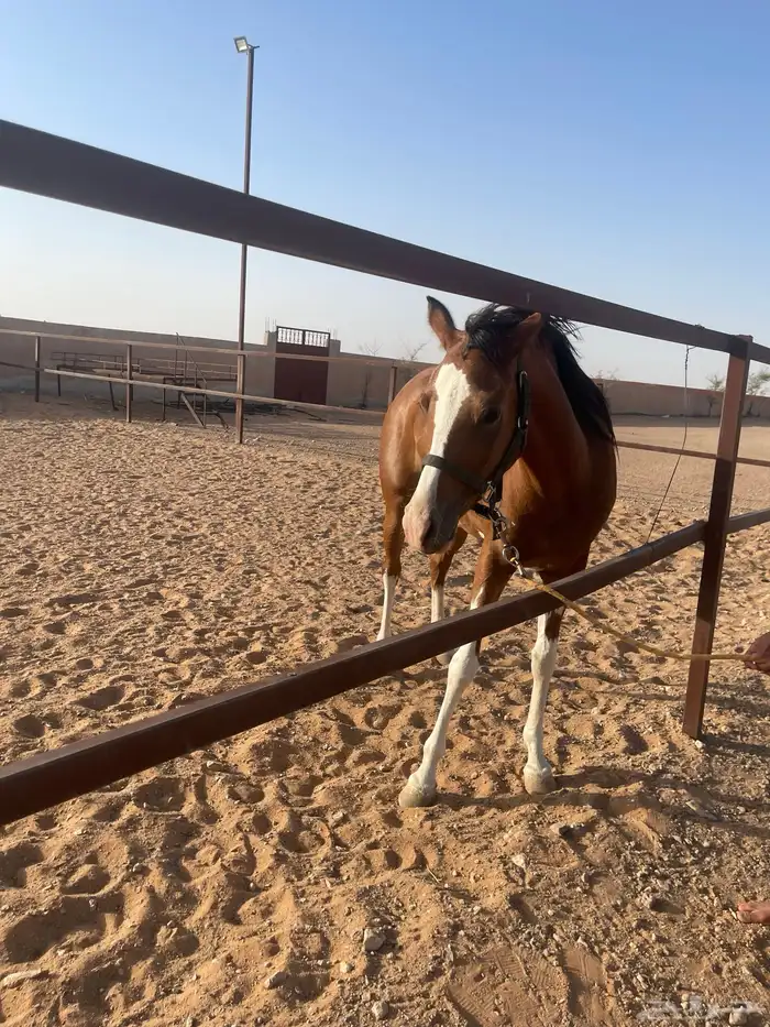 مهره العمر 3 سنوات الأب واهو الام شعبيه للبيع 1