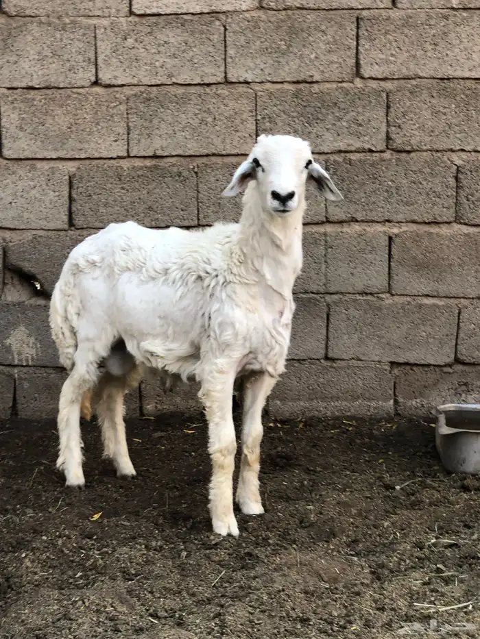 خروف نظيف ومن مراح طيب 0