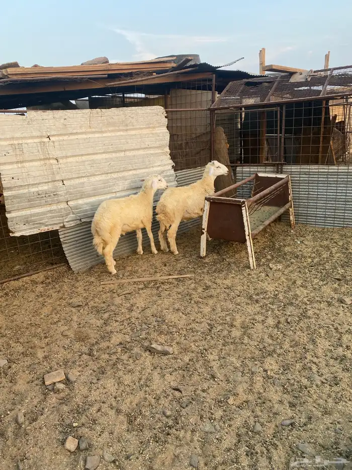 للبيع خرفان ذبايح 1