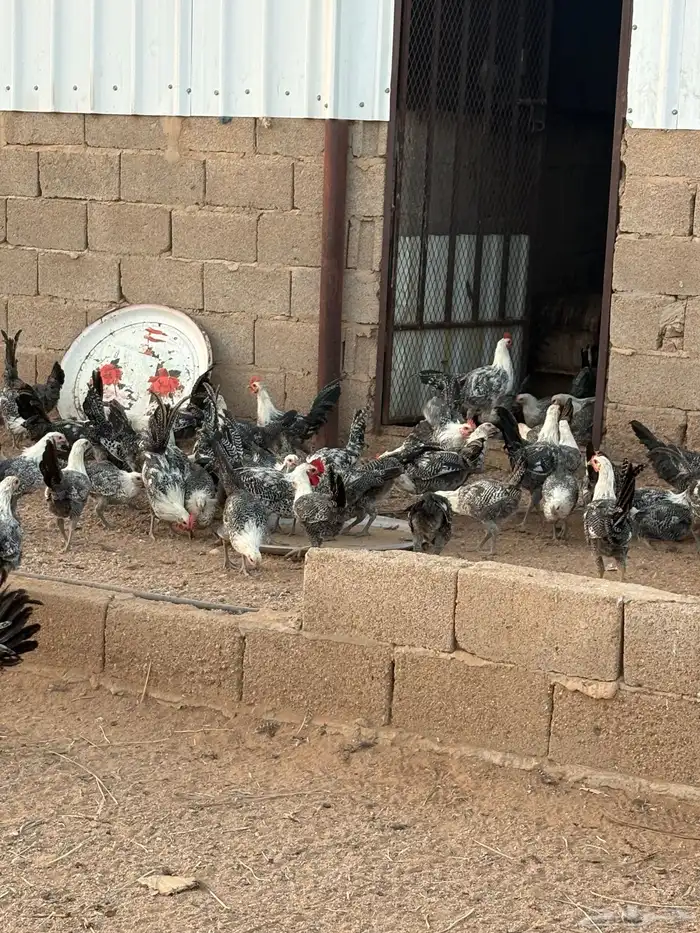 للبيع دجاج 1