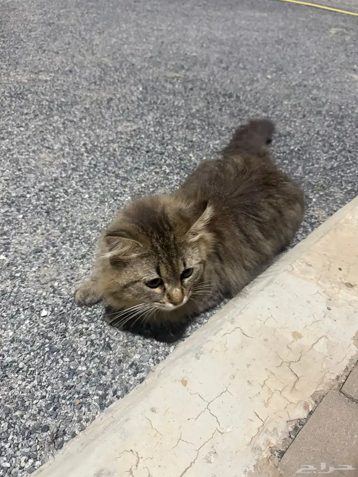 قط شيرازي ذكر عمره سنه للتبني 0