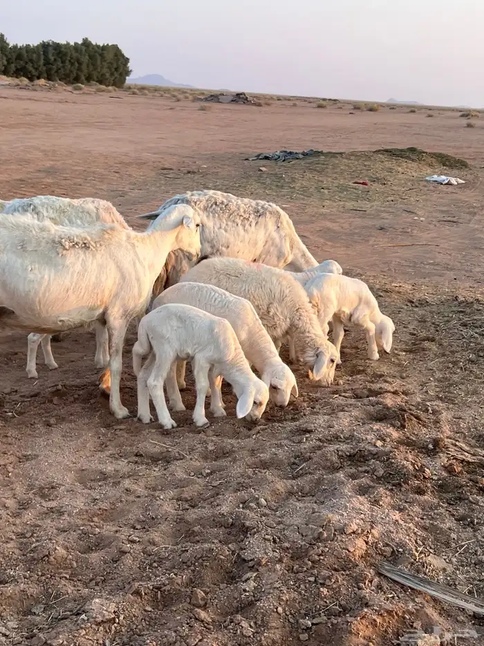 مراح حريات مواليد ولد 18