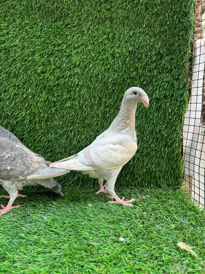 للبيع حمام هومر 1